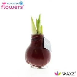 Amar.Bol Wachs Bordeaux rote Bl. 32cm H015