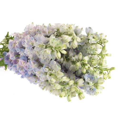 Delphinium lavendel Guard 60cm