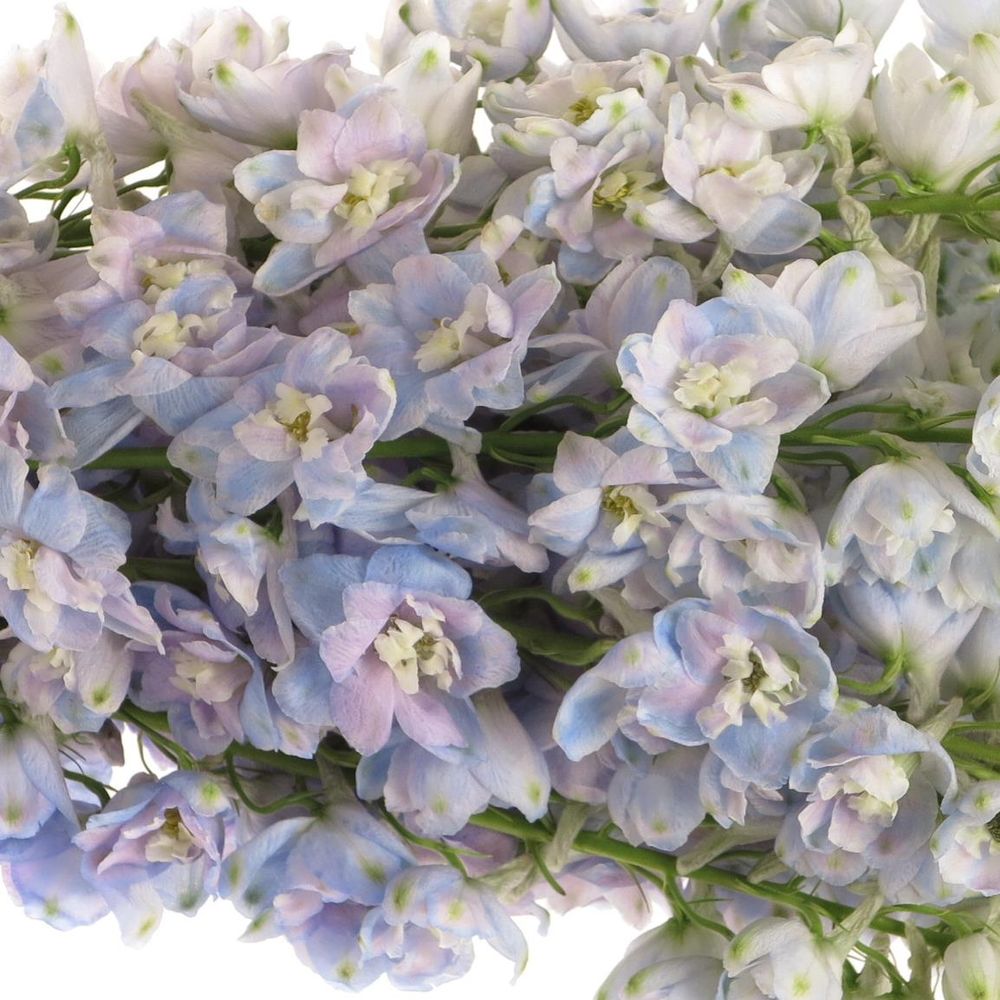 Delphinium lavendel Guard 60cm