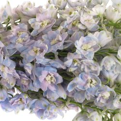 Delphinium lavendel Guard 60cm