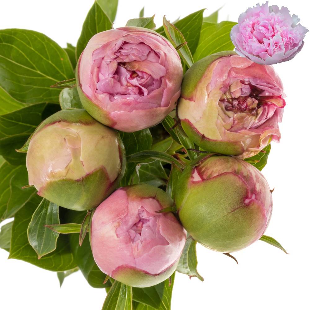 Pfingstrose rosa gefüllt Cheeks 50cm