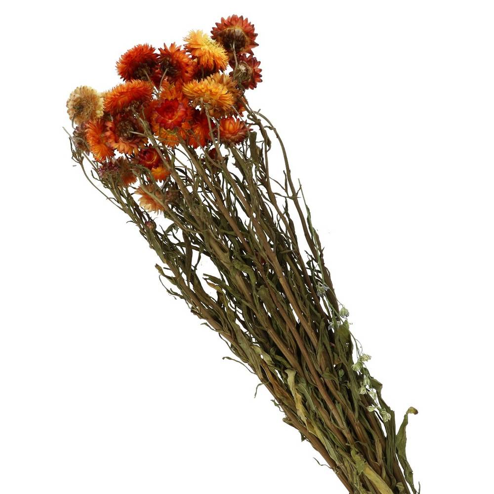 Trocken Helichrysum orange L60cm
