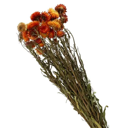 Trocken Helichrysum orange L60cm