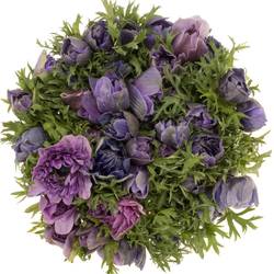 Anemone lila/violett Fullstar Lilac 08 45cm