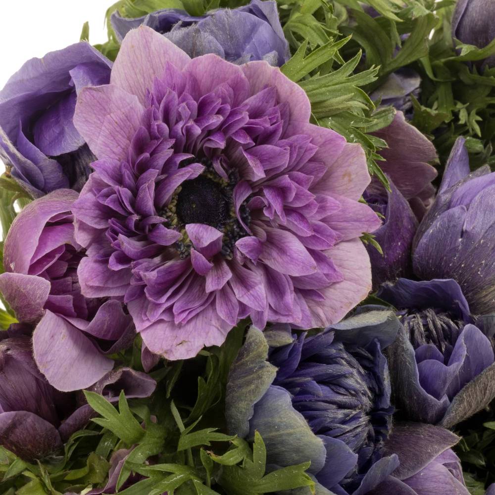 Anemone lila/violett Fullstar Lilac 08 45cm