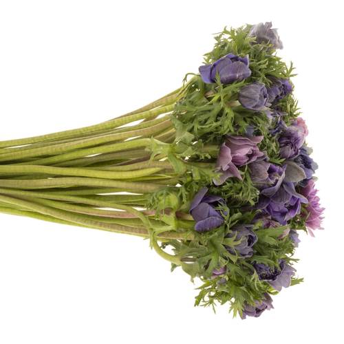 Anemone lila/violett Fullstar Lilac 08 45cm