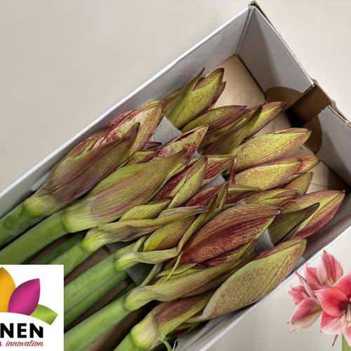 Amaryllis Krt.rot-hell rosa Rev.Barbera x 12