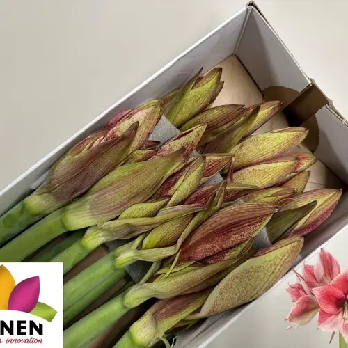 Amaryllis Krt.rot-hell rosa Rev.Barbera x 12