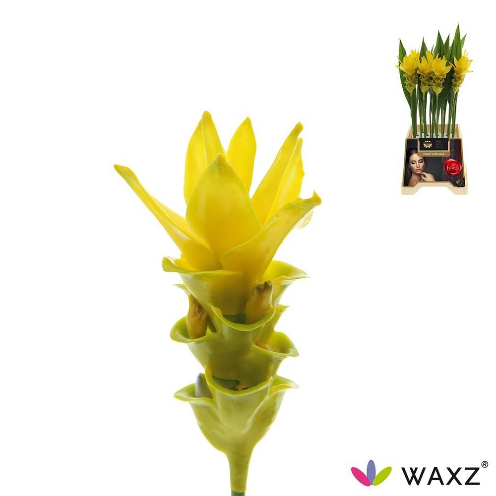 Curcuma gelb Wax Yellow 60cm