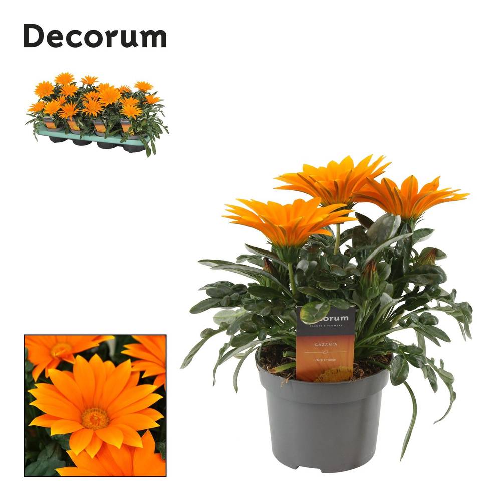Gazania Deep Orange T12 H025