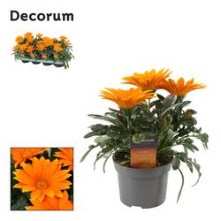 Gazania Deep Orange T12 H025