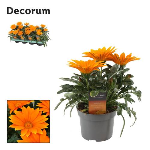 Gazania Deep Orange T12 H025