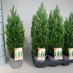 Chamaecyparis Ellwoodii T13 H040