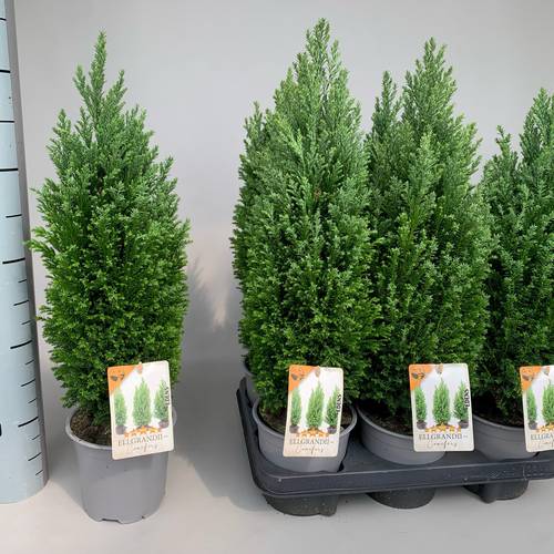Chamaecyparis Ellwoodii T13 H040