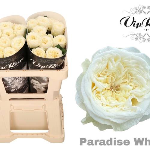 Rose creme/weiss Paradise White gefüllt 50cm