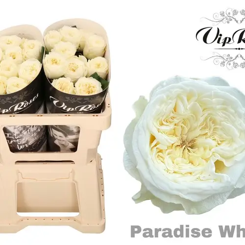 Rose creme/weiss Paradise White gefüllt 50cm