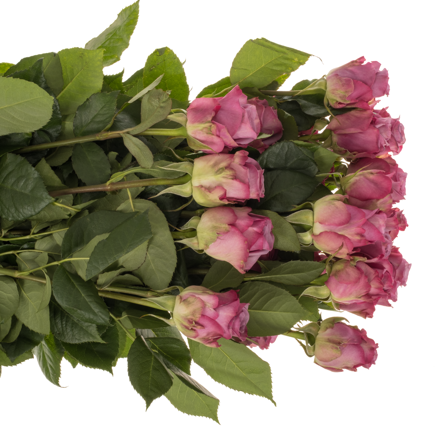 Rose lila Cool Water (Ec) 70cm