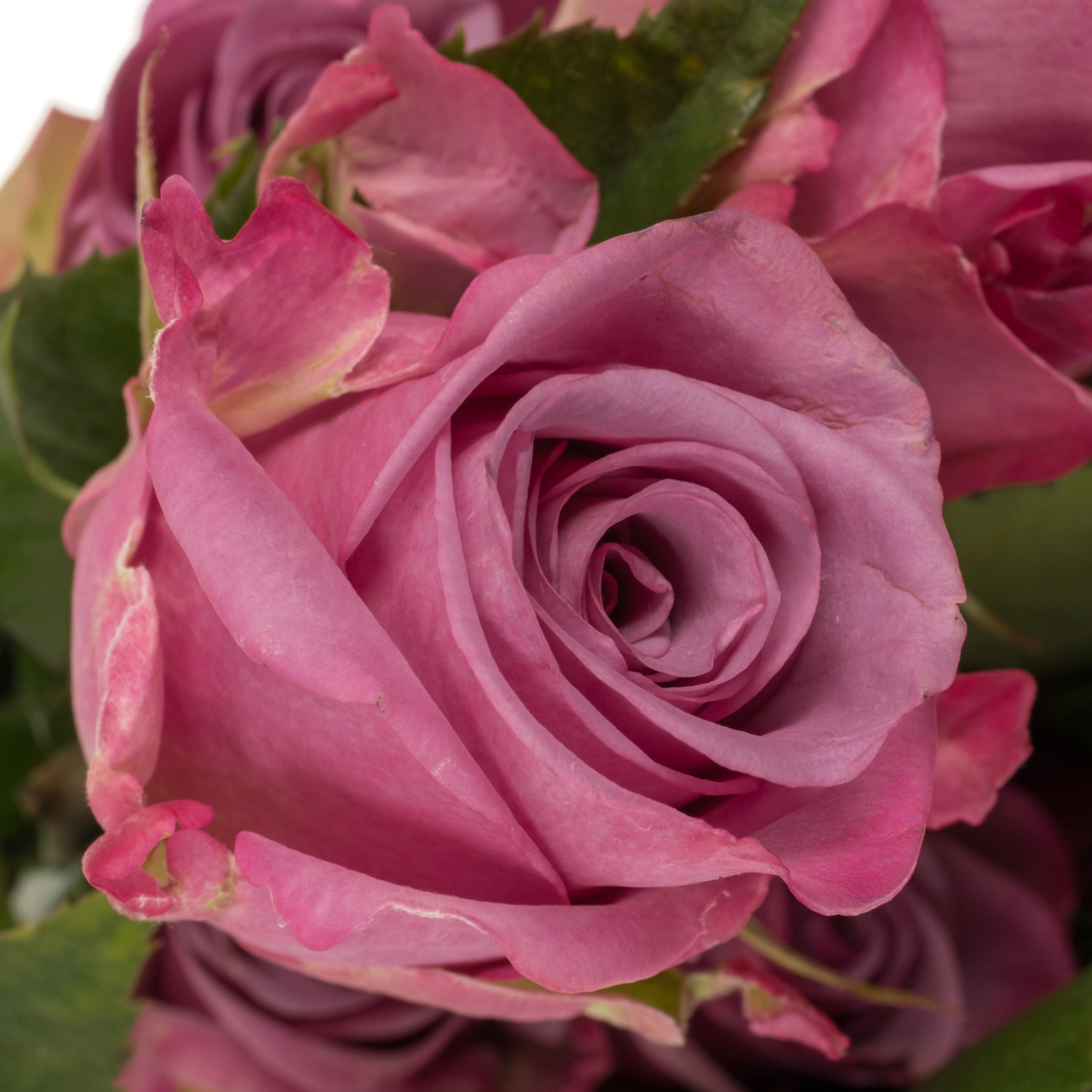 Rose lila Cool Water (Ec) 70cm