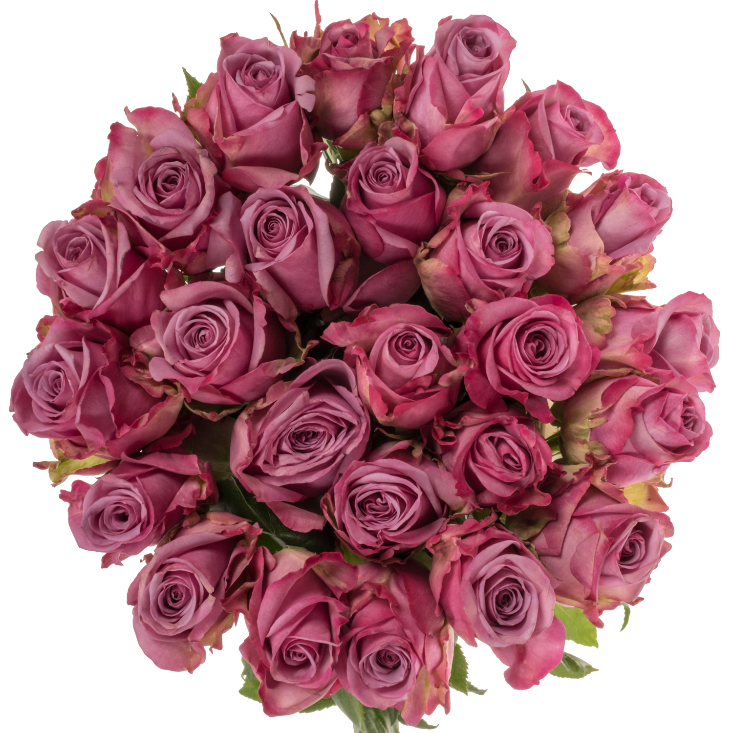 Rose lila Cool Water (Ec) 70cm