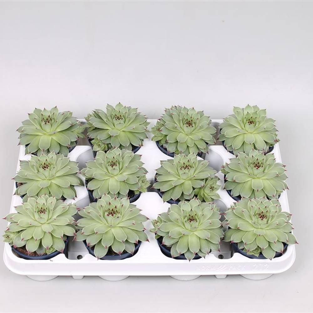 Sempervivum Tecto T8,5 H15