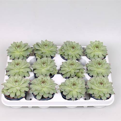 Sempervivum Tecto T8,5 H15