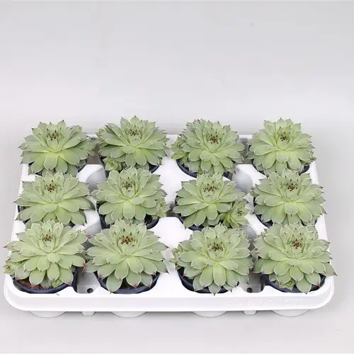 Sempervivum Tecto T8,5 H15