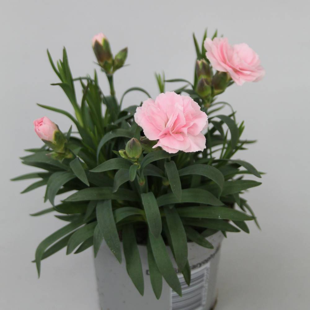 Dianthus pink Oscar T09 H020
