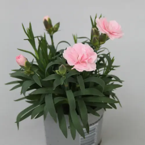 Dianthus pink Oscar T09 H020
