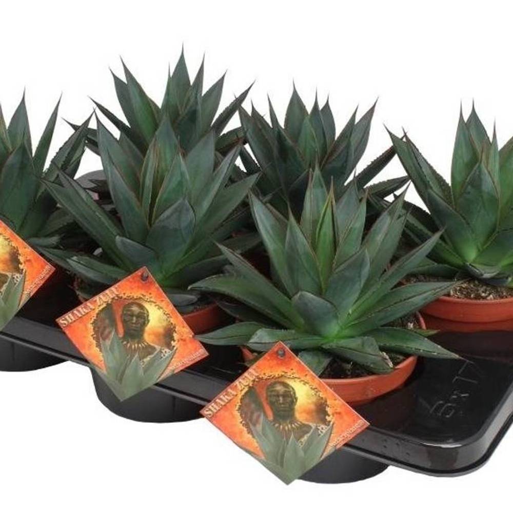 Agave Shaka Zulu T15 H30