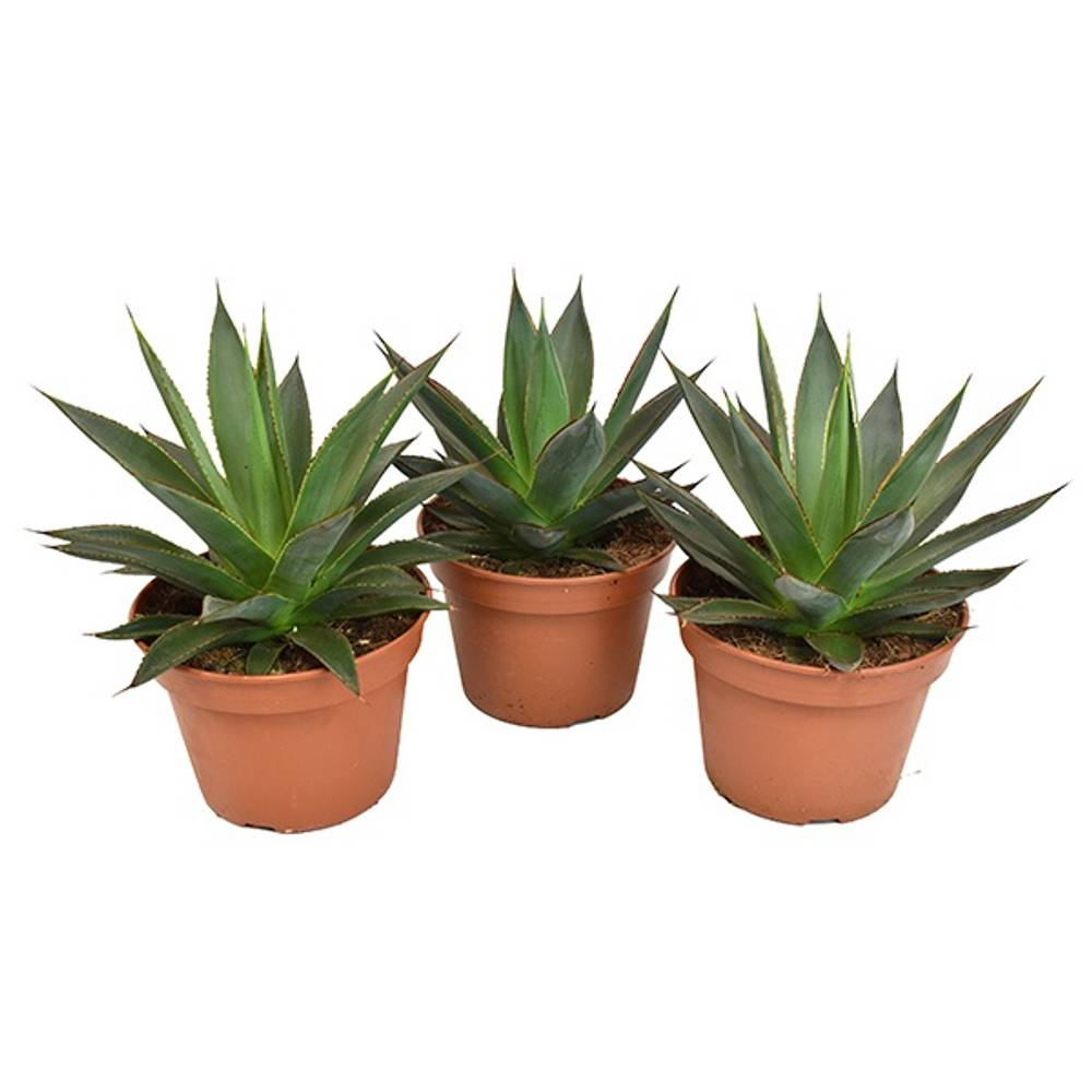 Agave Shaka Zulu T15 H30