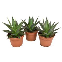 Agave Shaka Zulu T15 H30