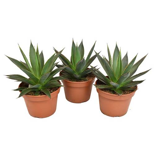 Agave Shaka Zulu T15 H30
