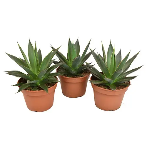 Agave Shaka Zulu T15 H30