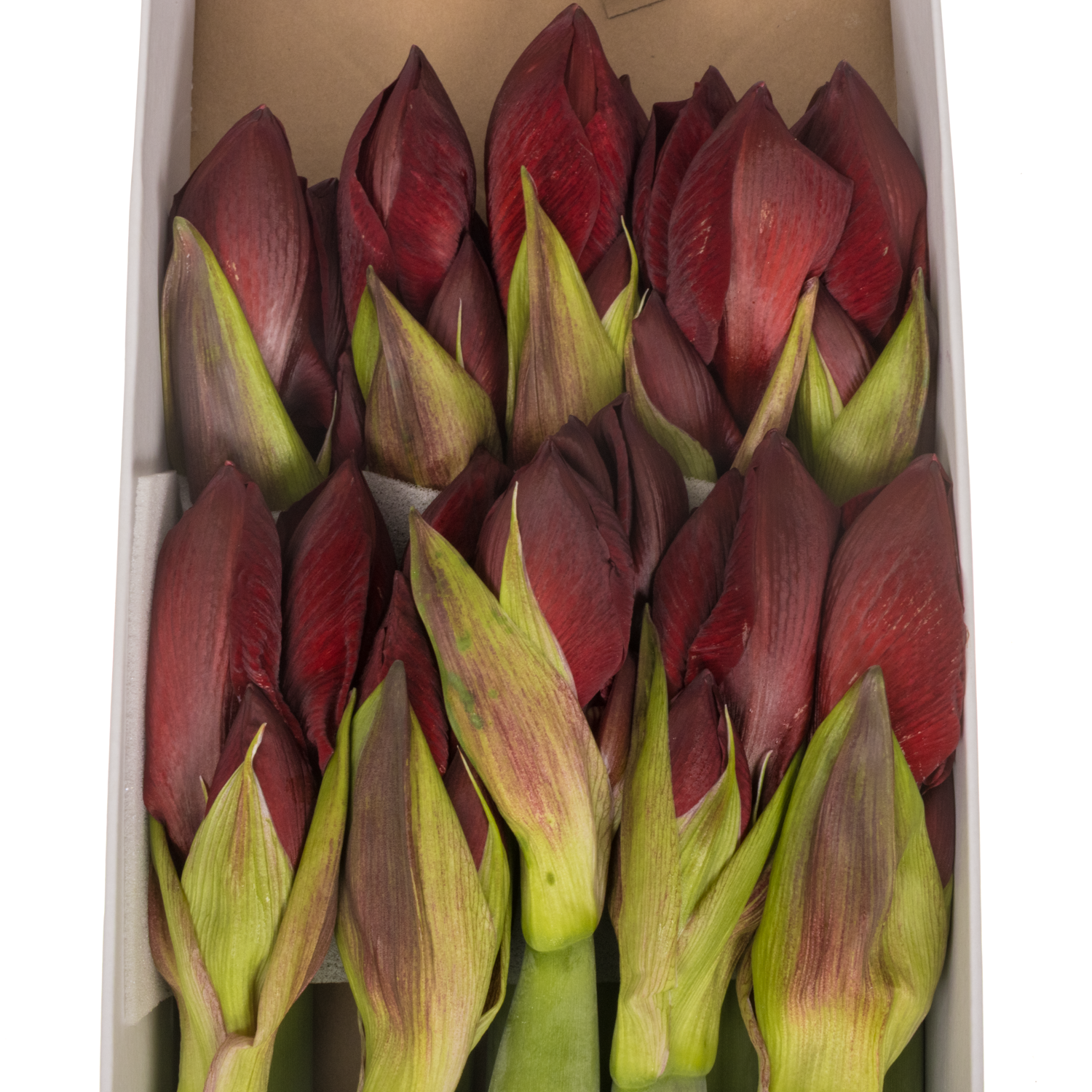 Amaryllis Krt.rot Carmenere X10