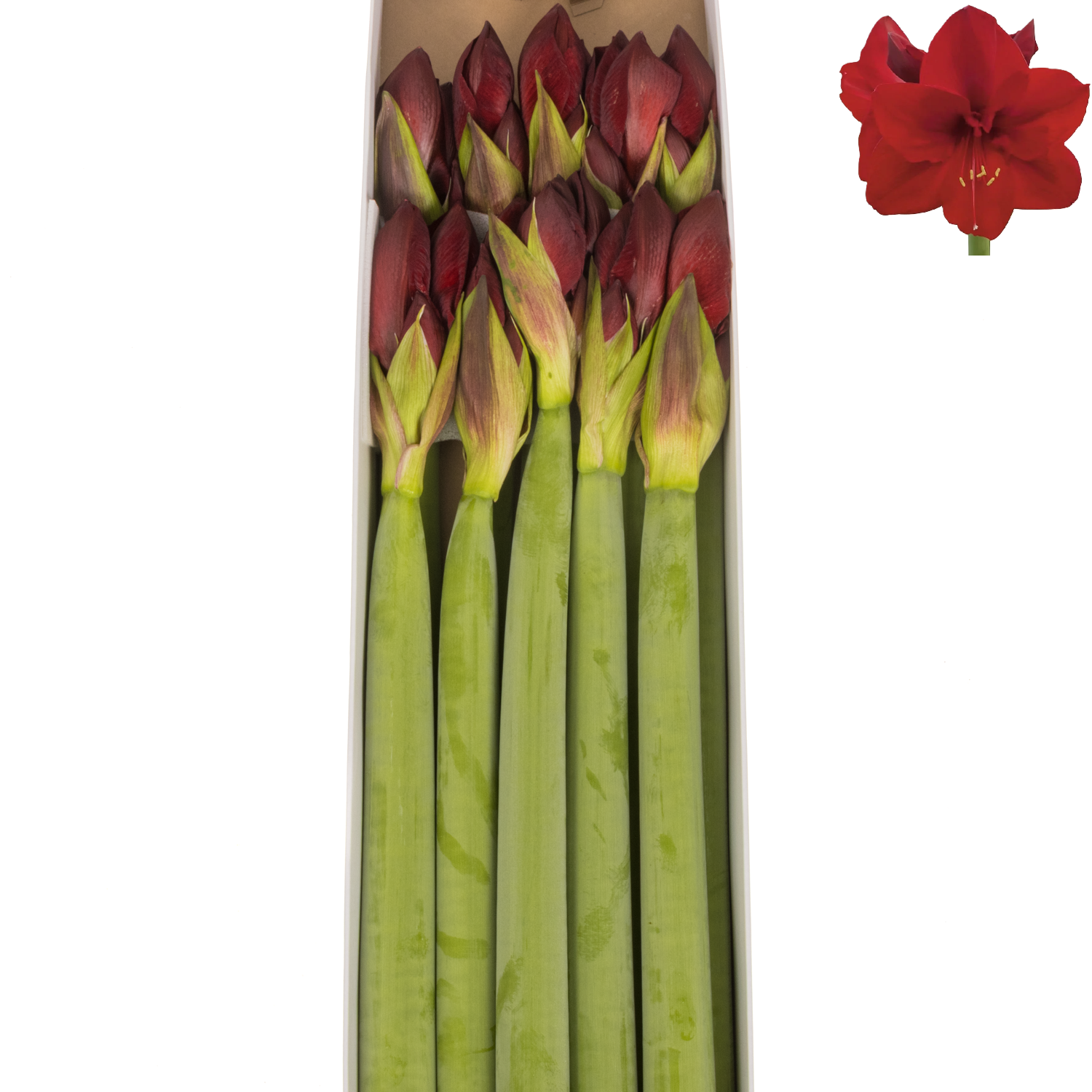 Amaryllis Krt.rot Carmenere X10