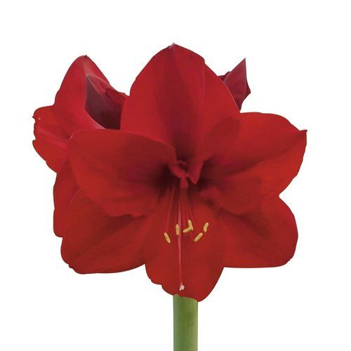 Amaryllis Krt.rot Carmenere X10