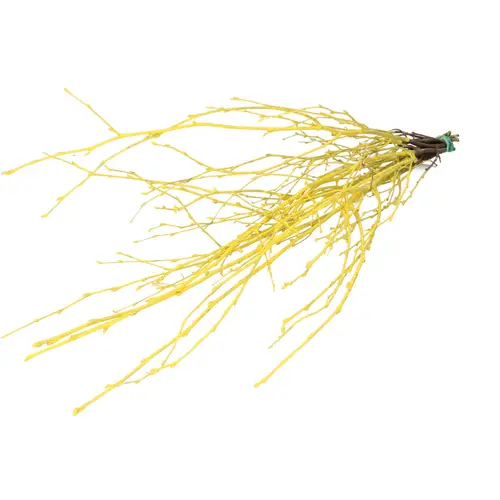 Trocken Zweig Birke gelb L70cm