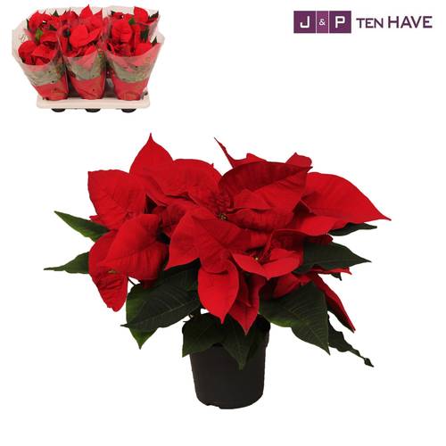 Poinsettia rot Pul. 5+ T13 H032
