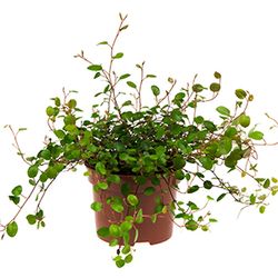 Mühlenbeckia Complexa T10,5 H20