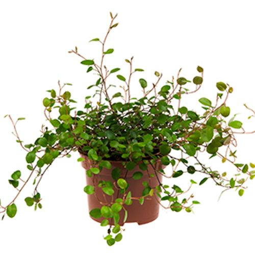 Mühlenbeckia Complexa T10,5 H20