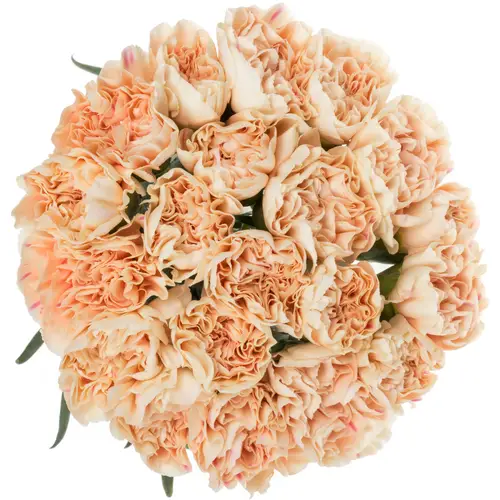 Nelke apricot Apple Tea 65cm