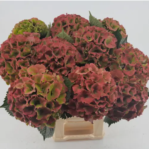 Hortensie rot/grünPalace classic Bol 16cm 60cm