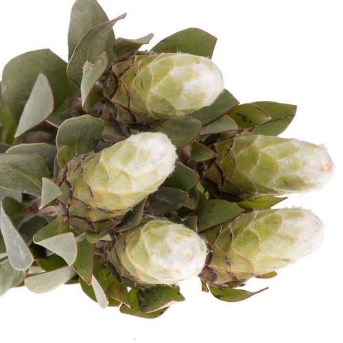 Protea weiss Mundi 40cm