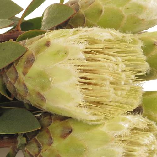 Protea weiss Mundi 40cm