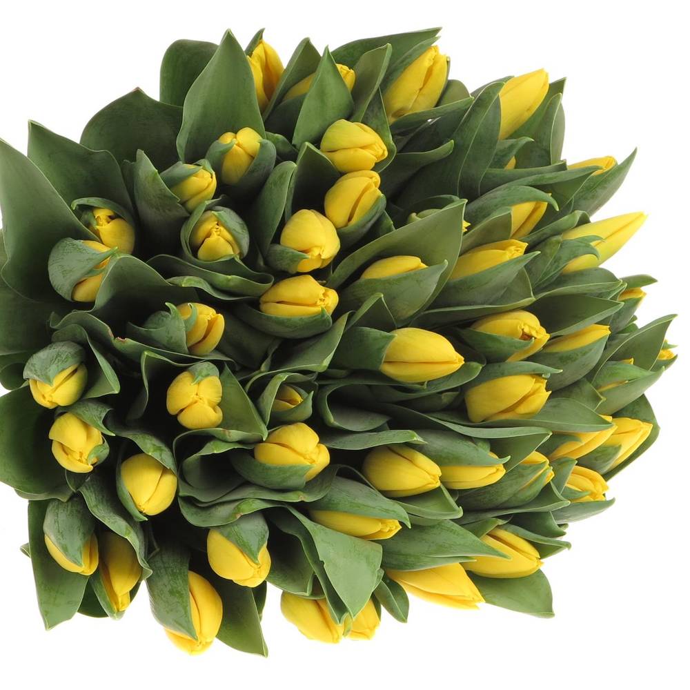 Tulpe gelb Yellow Flight 40 Gramm