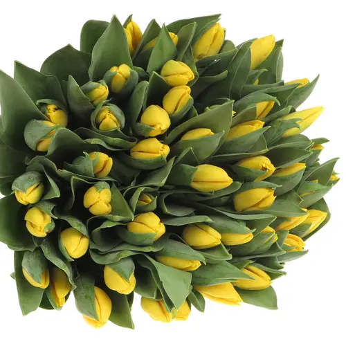 Tulpe gelb Yellow Flight 40 Gramm