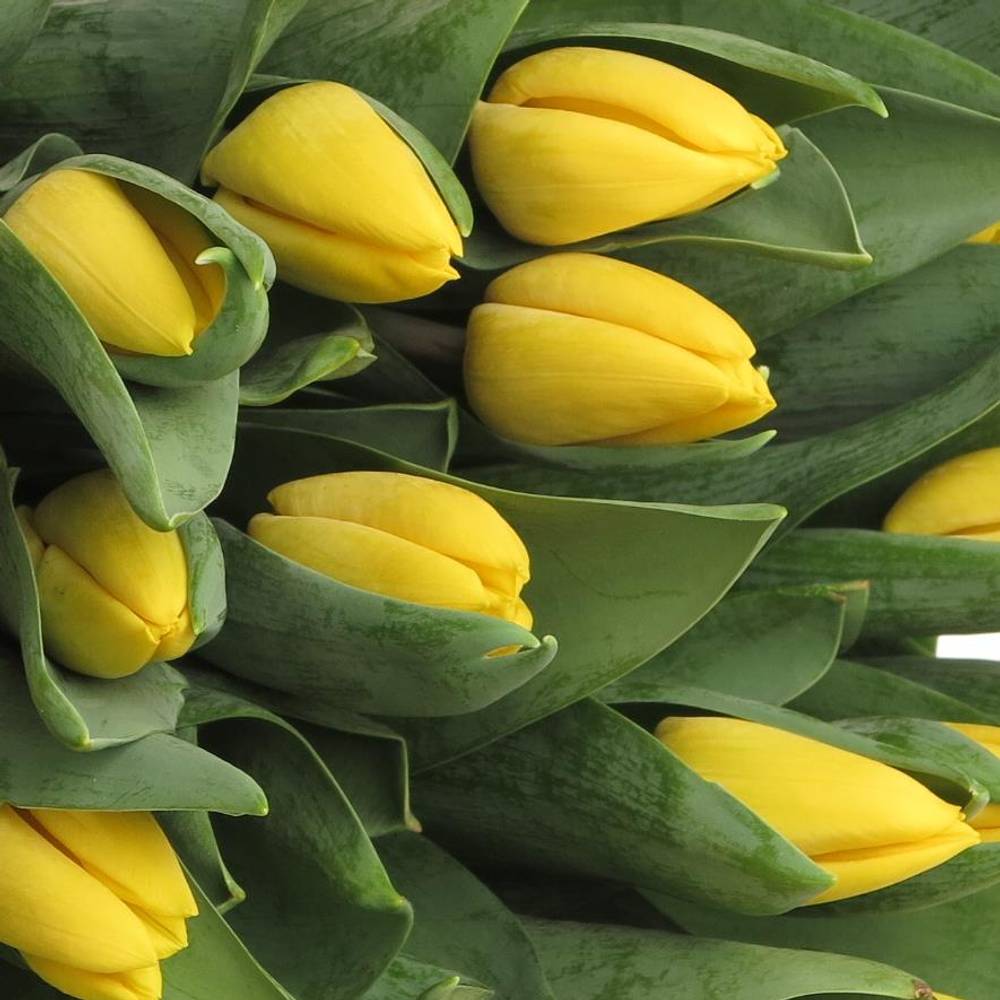 Tulpe gelb Yellow Flight 40 Gramm