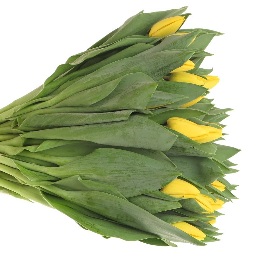 Tulpe gelb Yellow Flight 40 Gramm
