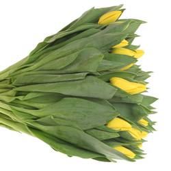 Tulpe gelb Yellow Flight 40 Gramm