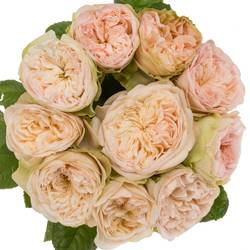 Rose lachs/hell grün Springfield Park gefüllt 60cm